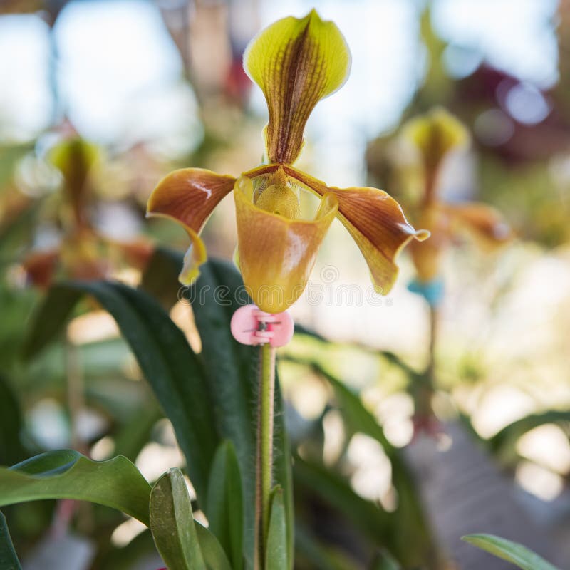Beautiful Yellow Orchids Flower Tree Stock Photo Image of flower