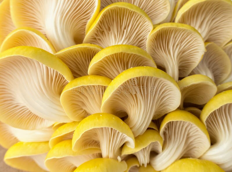The Yellow Oyster Mushroom, the Golden Oyster. The Yellow Oyster Mushroom, the Golden Oyster