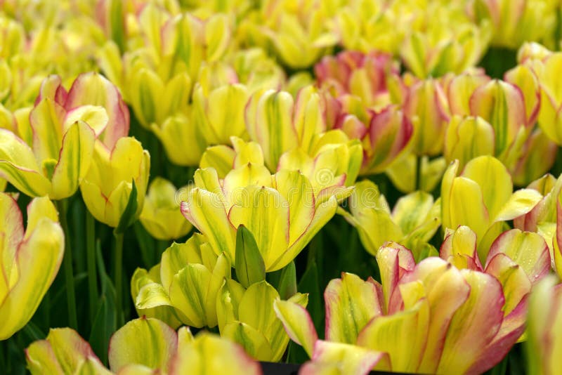 Beautiful yellow and pink tulip flowers in spring garden royalty free stock image Beautiful yellow and pink tulip flowers in spring garden royalty free stock image