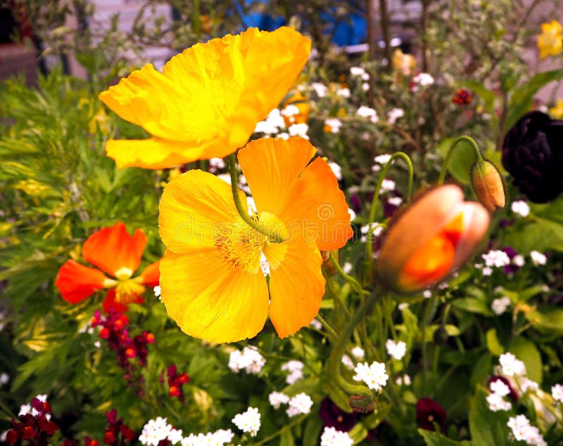 Beautiful Yellow Poppy Flower on a Blurred Background. Macro, Spring