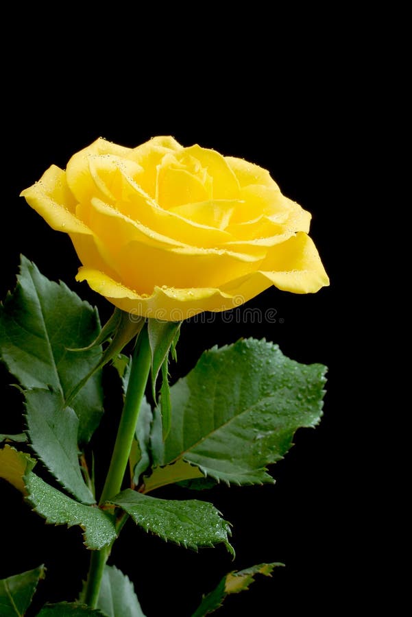 Yellow Rose Black Background Stock Photos - Download 11,065 Royalty