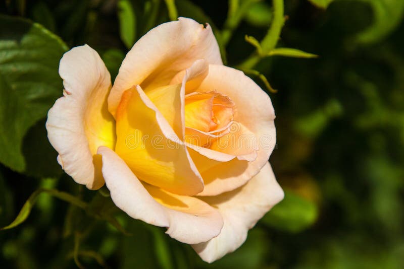 Beautiful Yellow Rose Blooming in the Garden Stock Photo - Image of ...