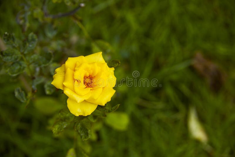 Beautiful Yellow Rose Bush Yellow Rose Stock Image - Image of floral ...
