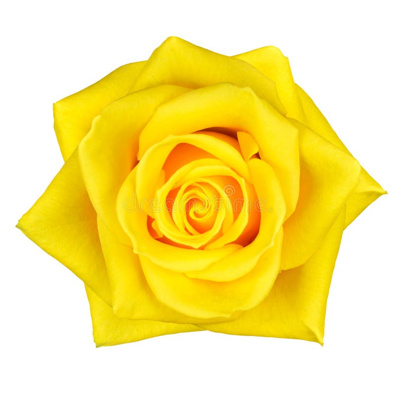 Beautiful Yellow Rose Flower Isolated on White