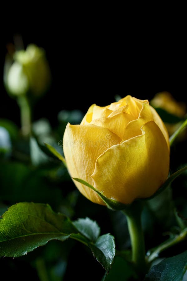 Yellow Roses on a Black Background Stock Photo - Image of black, window