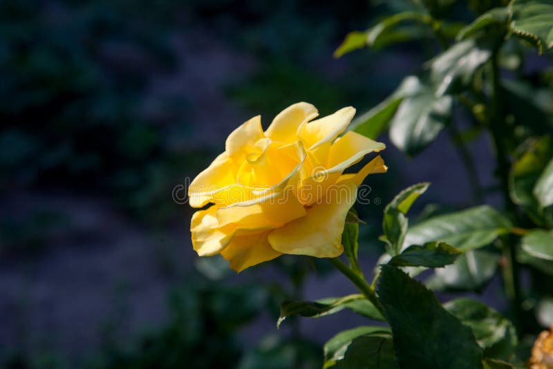 Beautiful Yellow Rose Growing in the Garden Stock Photo - Image of ...