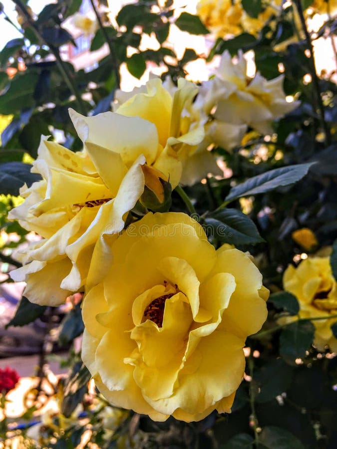 Beautiful yellow roses in a summer garden. Rose garden