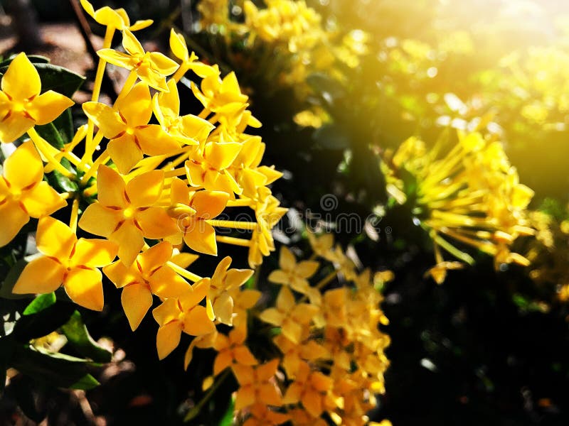 Beautiful yellow spike flower blooming royalty free stock photography Beautiful yellow spike flower blooming royalty free stock photography