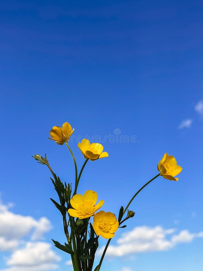 Beautiful Yellow Spring Flowers Against Sunny Blue Sky. Hello Spring ...