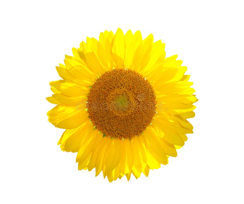 The Beautiful Yellow Sunflower Stock Photo Image of blooms, flora 25672030