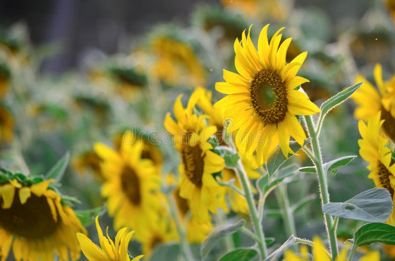 Beautiful yellow sunflower stock image. Image of crop 29133695