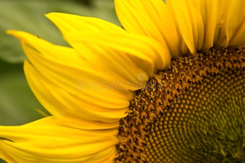 Beautiful, yellow sunflower