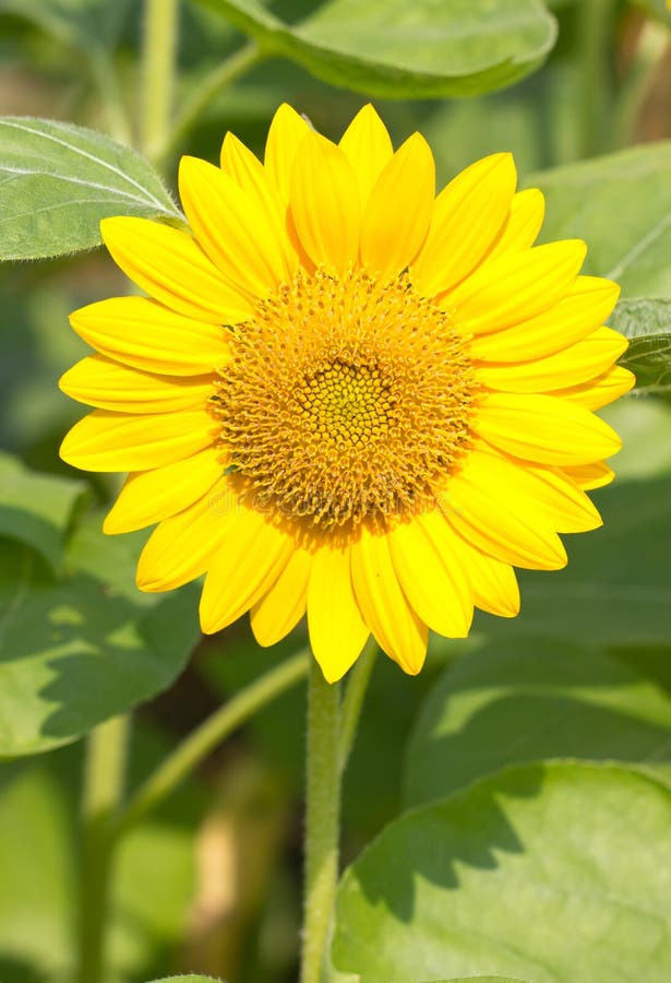Beautiful Yellow Sunflower. Stock Image Image of head, field 36374319