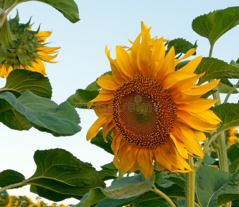 Beautiful Yellow Sunflower Petals Stock Image Image of petals, night 23660857
