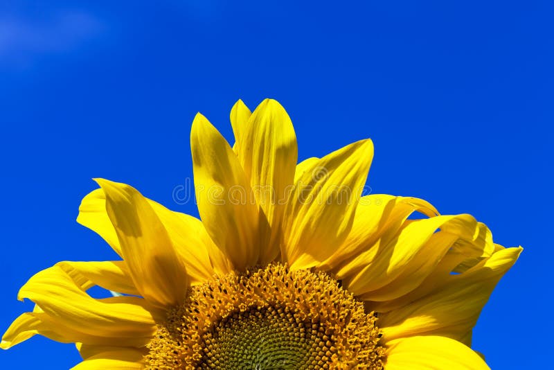 Beautiful Yellow Sunflowers Stock Photo Image of agriculture, beauty
