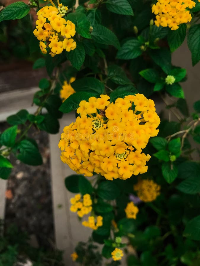 Beautiful Yellow Trailing Lantana Backdrop Stock Image Image of park