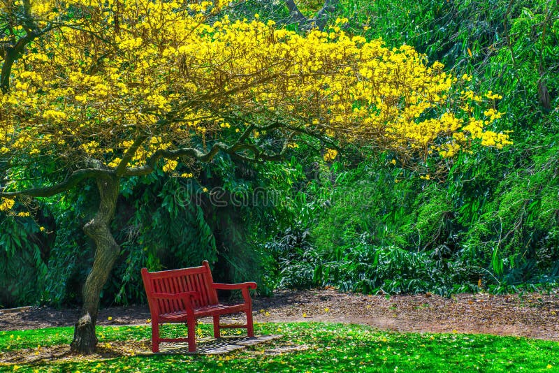 Beautiful Yellow Trumpet Tree in Bloom, Displaying All Its Spring