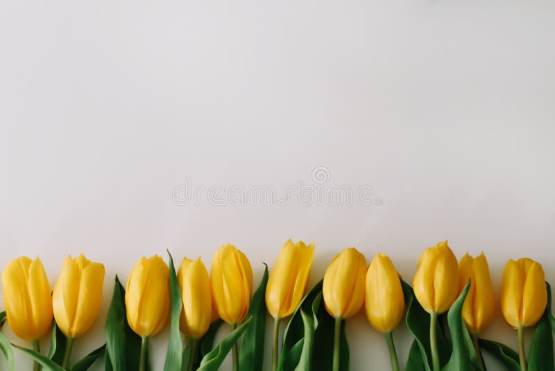 Những bông hoa tulip vàng ươm mầm, nở rộ đón mừng mùa xuân. Hãy thử tìm hiểu về những ý nghĩa đằng sau sự đa dạng màu sắc và hình dáng của hoa tulip đầy quyến rũ trên hình ảnh.