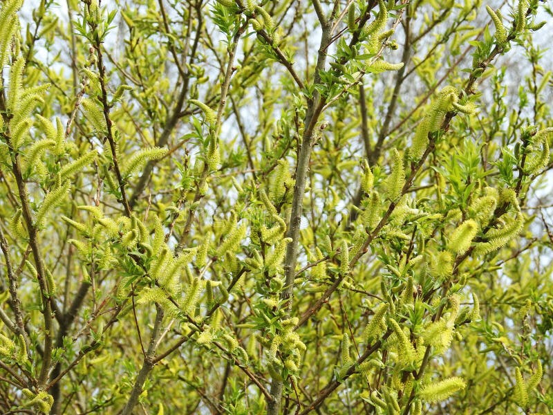 Yellow Willow Tree In Sun Rays In Fall In The Park Stock Photo Image of rays, road 22036834