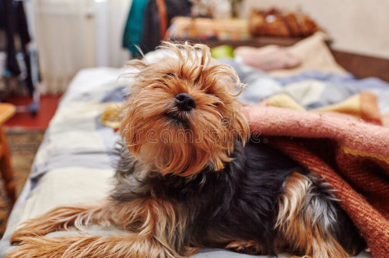 Beautiful Yorkshire Terrier on the Bed Stock Photo Image of funny, fluffy 173724014