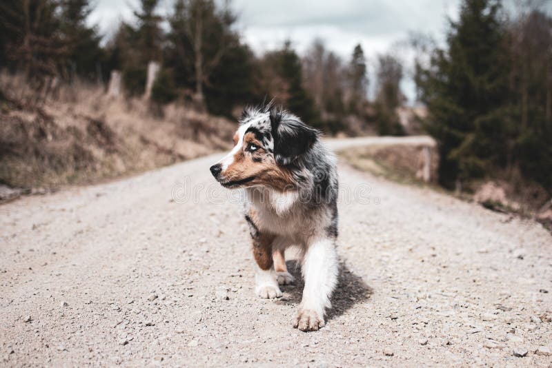 Beautiful Young Australian Shepherd Hiking on a White Path Stock Photo ...