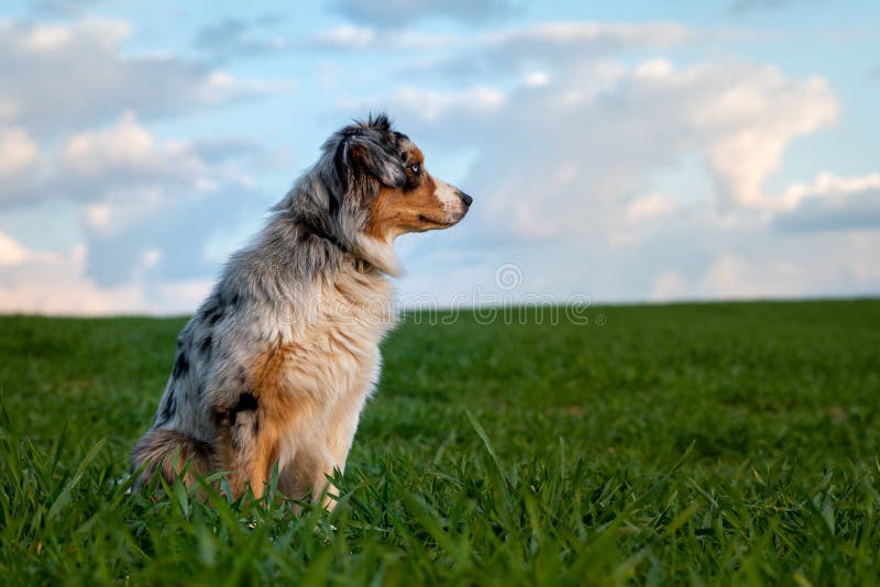 Beautiful Young Australian Shepherd Sitting on Brown Field Stock Photo ...