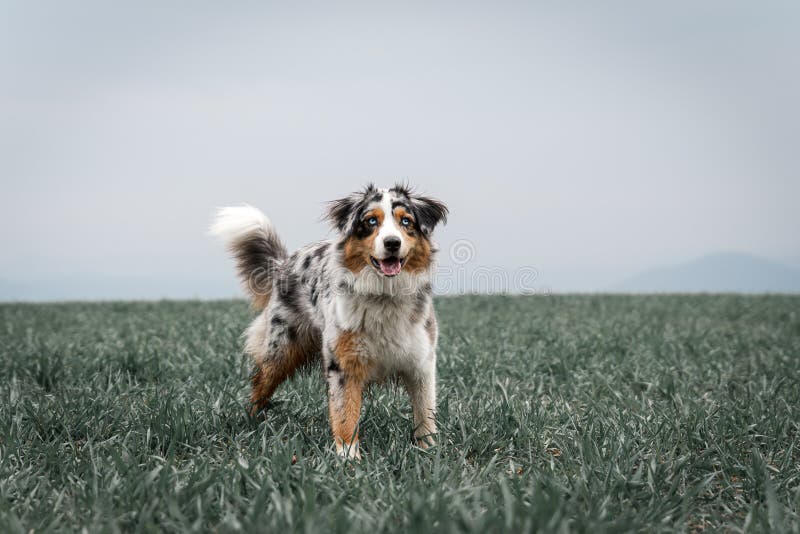 Beautiful Young Australian Shepherd Standing on a Green Field Stock ...