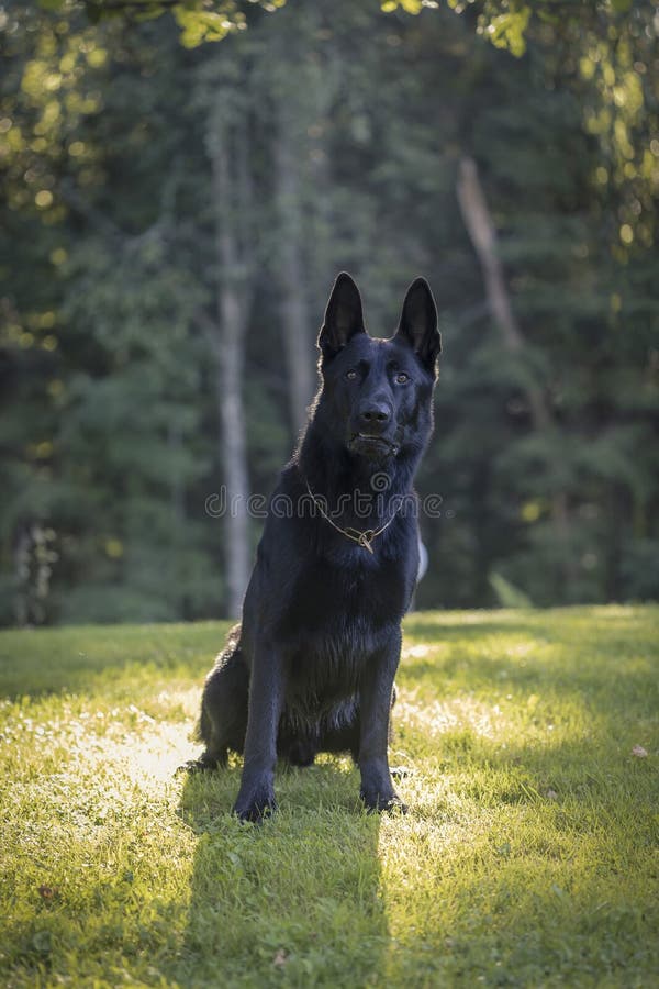 Beautiful Young Black German Shepherd Dog Sit In Green Grass Stock