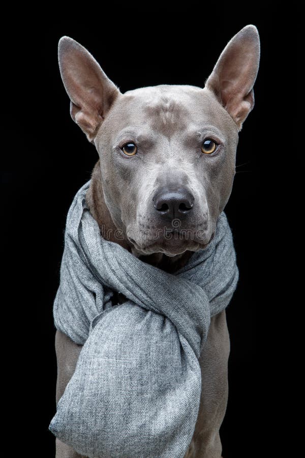 Beautiful thai ridgeback dog in grey scarf stock images Beautiful thai ridgeback dog in grey scarf stock images