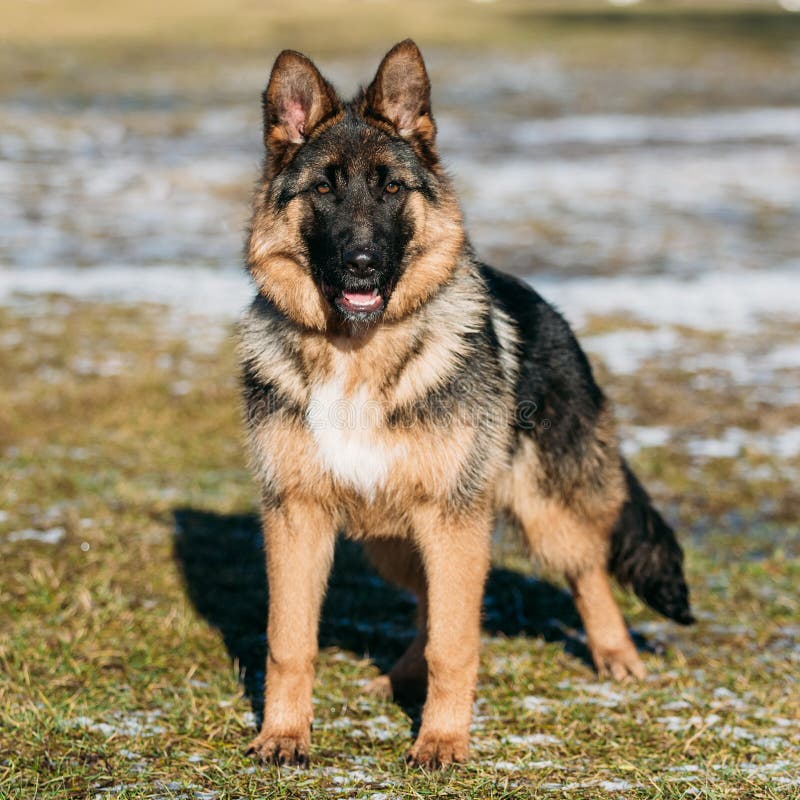 Beautiful Young Brown German Shepherd Puppy Dog Stock Photo Image Of