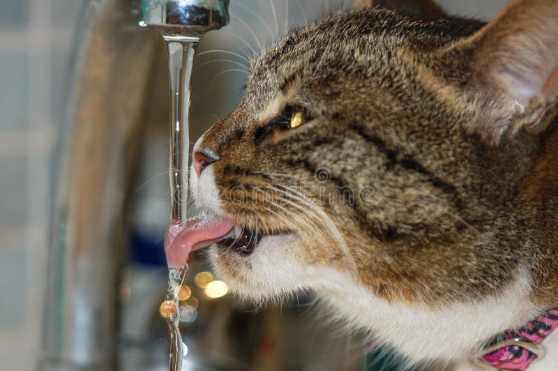Beautiful Young Cat Drinks Water From The Tap Stock Image Image of