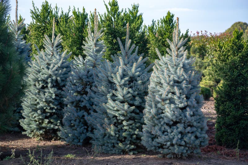 Beautiful young Colorado blue spruce growing on plantation, natural Christmas tree for Christmas holidays royalty free stock images Beautiful young Colorado blue spruce growing on plantation, natural Christmas tree for Christmas holidays royalty free stock images