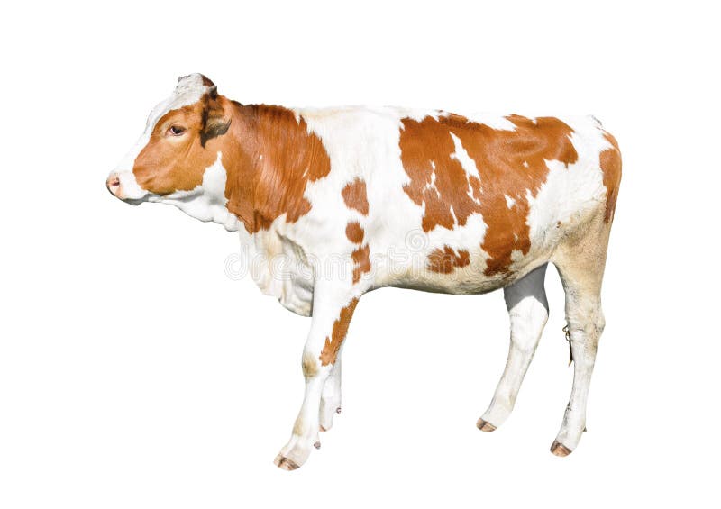 Beautiful young cow isolated on white background. Funny red and white spotted cow full length