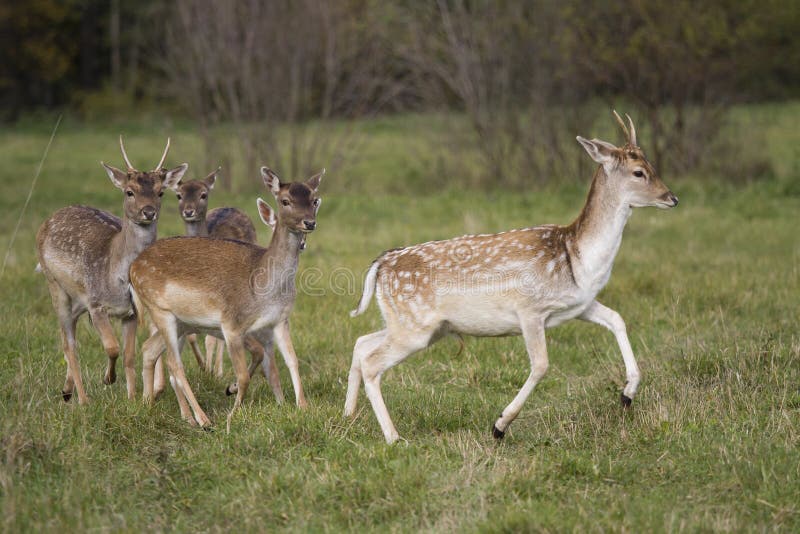 Beautiful young deer flock running