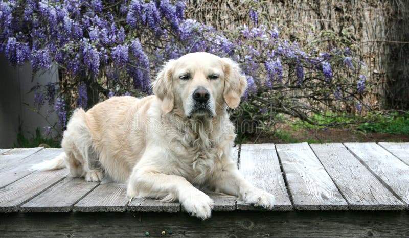 deck family farm golden retriever deck family farm golden retriever