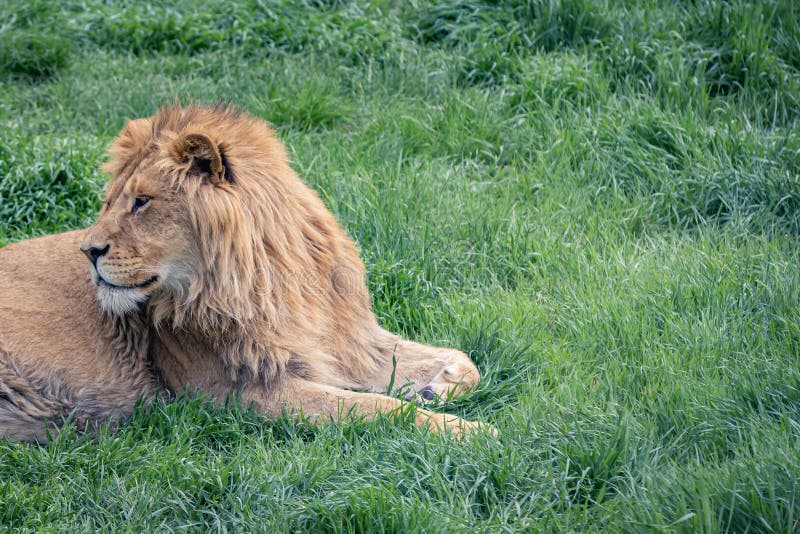 Beautiful young lion looks back lying on the green grass, copy space.