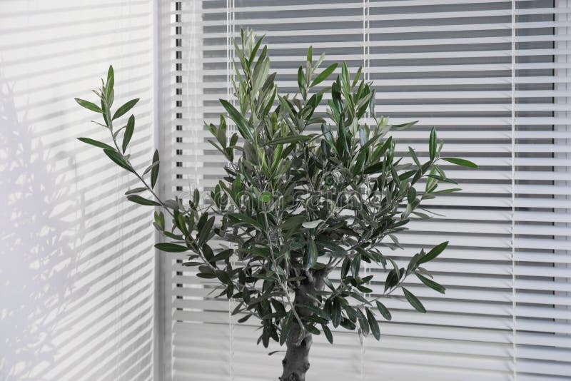 Beautiful Young Olive Tree Near Window Indoors. Interior Element Stock