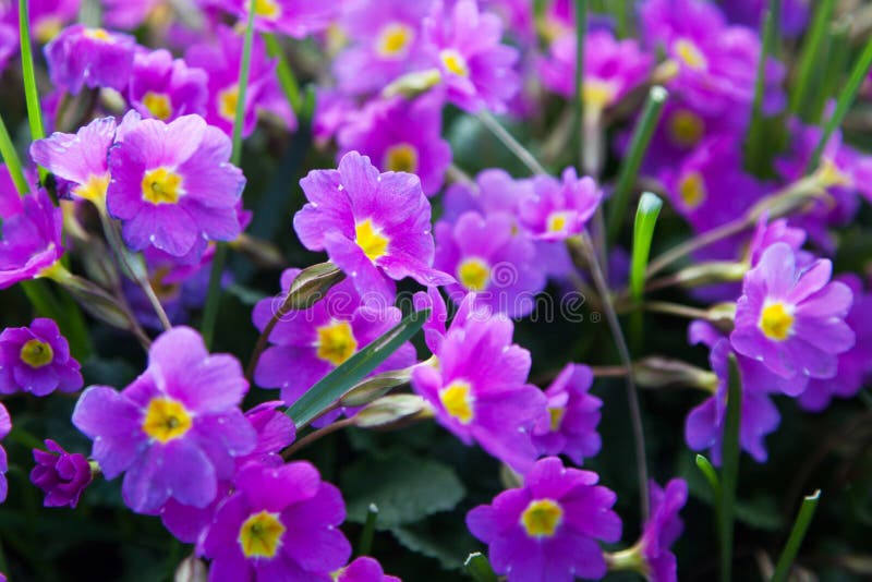 purple flowers with yellow center purple flowers with yellow center