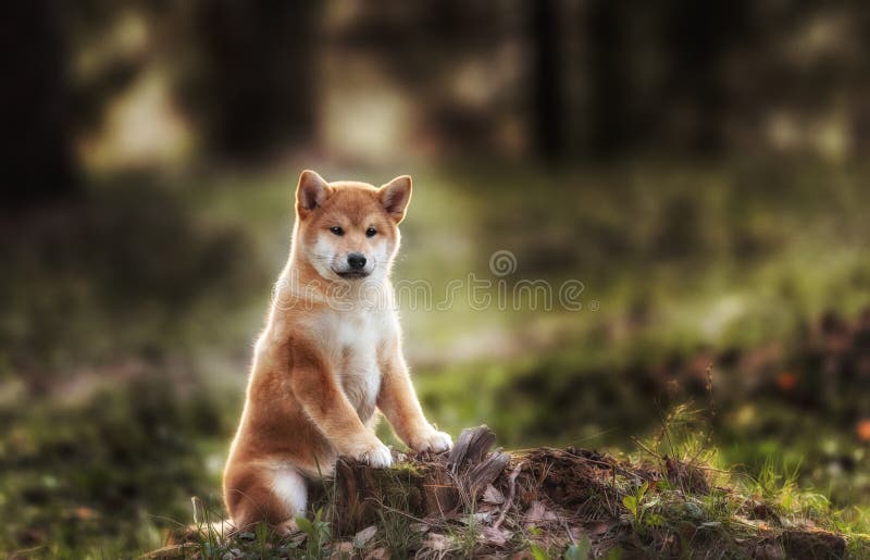 Beautiful Young Red Shiba Inu Puppy Dog