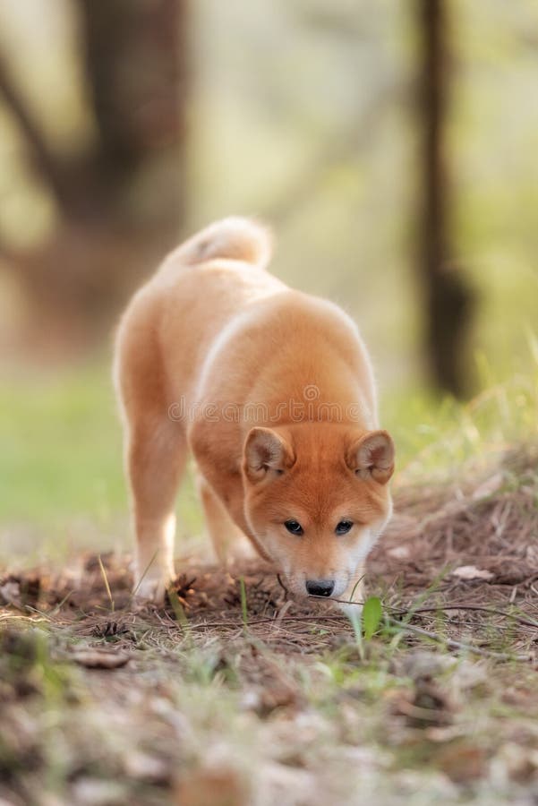 Beautiful Young Red Shiba Inu Puppy Dog