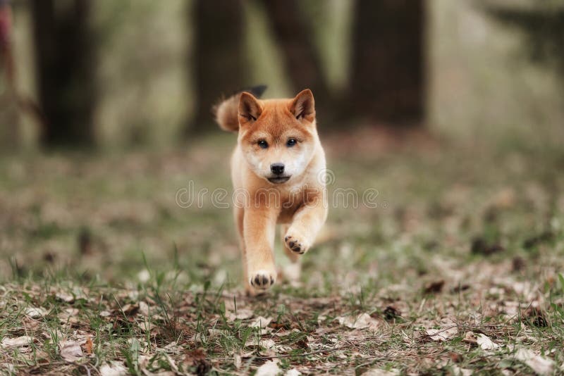 Beautiful Young Red Shiba Inu Puppy Dog