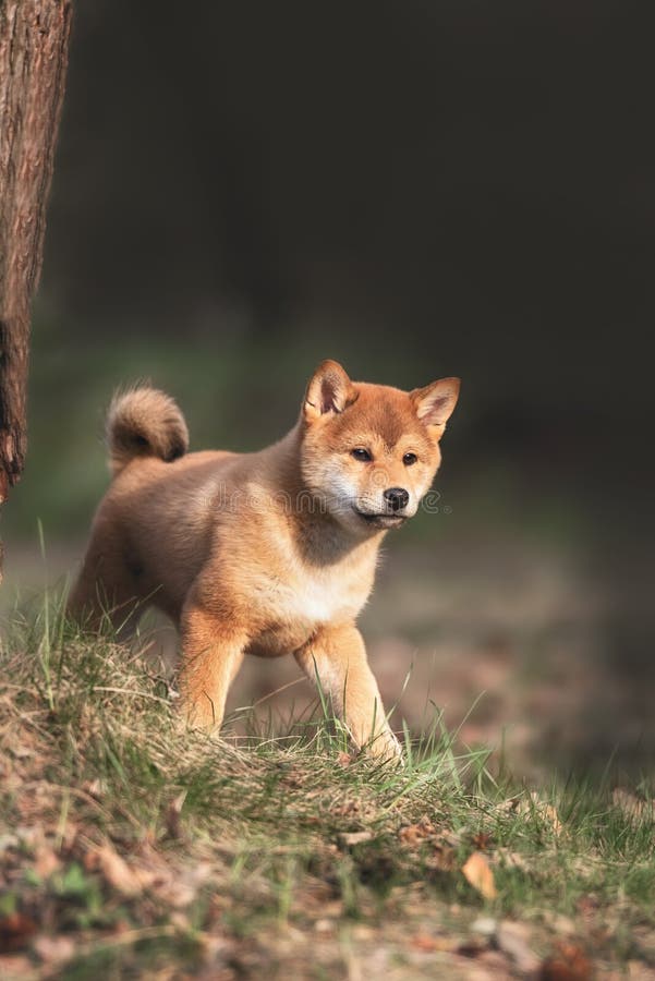 Beautiful Young Red Shiba Inu Puppy Dog