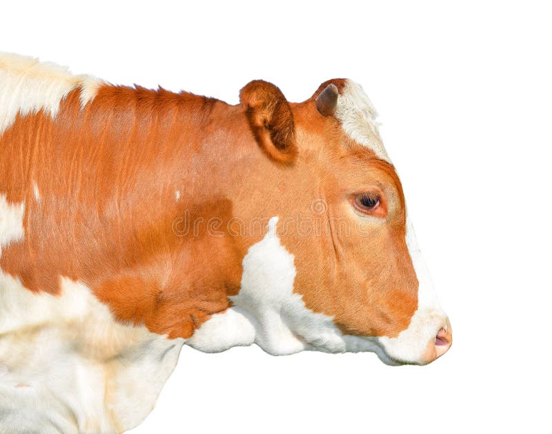 Beautiful young red and white spotted cow isolated on white. Portrait of funny red cow isolated on white close up. royalty free stock images Beautiful young red and white spotted cow isolated on white. Portrait of funny red cow isolated on white close up. royalty free stock images