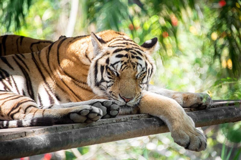 A beautiful young striped tiger is sleeping. Close-up. Horizontal frame stock images A beautiful young striped tiger is sleeping. Close-up. Horizontal frame stock images