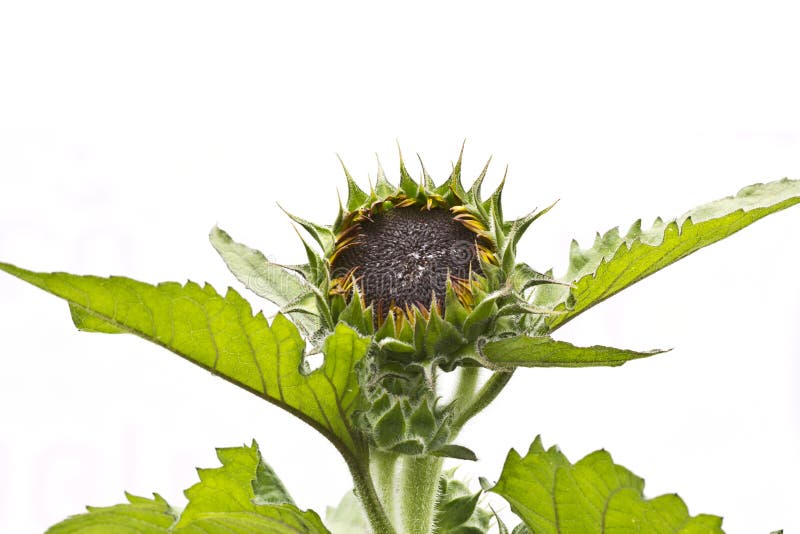 Beautiful young Sunflower stock image. Image of agriculture 20818575