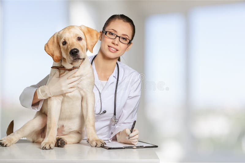 Young dog vet veterinarian white background small. Young dog vet veterinarian white background small