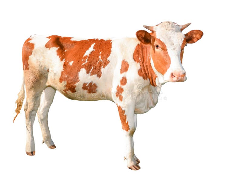 Beautiful young red and white spotted cow isolated on white. Funny red cow full length isolated on white. Farm animals.