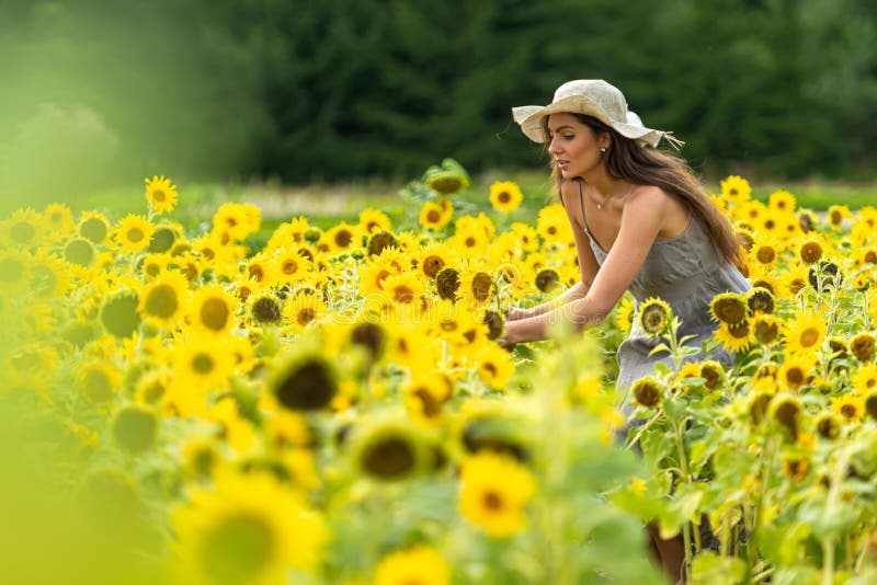 Beautiful Woman Walking in a Field of Sunflowers in a Linean Country ...