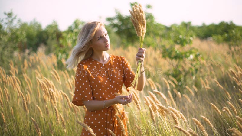 Beautiful young woman walks in the field collects a bouquet of flowers and spikelets. Portrait of attractive female on grass at su royalty free stock image Beautiful young woman walks in the field collects a bouquet of flowers and spikelets. Portrait of attractive female on grass at su royalty free stock image