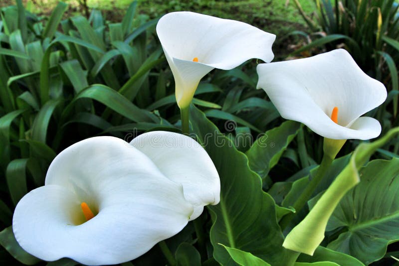 Beautiful Zantedeschia Aethiopica plant in the garden in spring fresh petal decoration organic shrub herbal background nature blossom growth gardening botanical tree natural green bush outdoor calla lily foliage bloom blooming flower leaf colorful tropical summer floral botany beauty branch araceae agriculture arum season white decorative freshness closeup